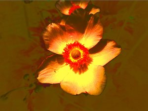 Fleur