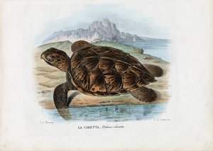 Tortue imbriquée, 1863-79