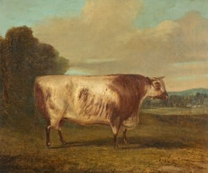 Un taureau, 1862