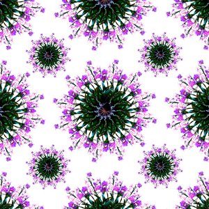 Monde des orchidées