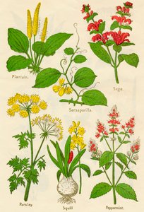 Fleurs: Plantain, Salsepareille, Sauge, Persil, Scille, Menthe poivrée