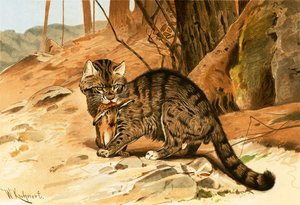 Chat sauvage