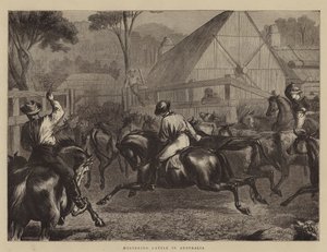 Rassemblement de Bétail en Australie