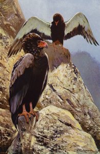 Aigle bateleur