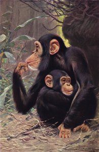 Chimpanzé