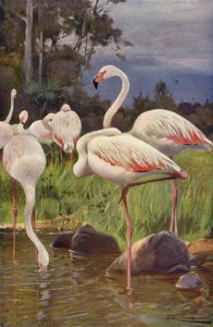 Flamant rose