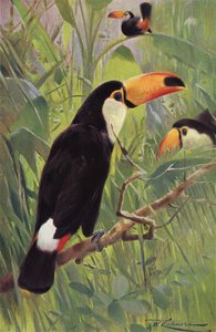 Toucan géant