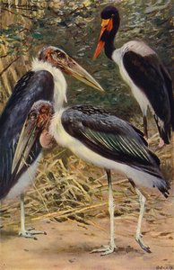 Marabout et jabiru