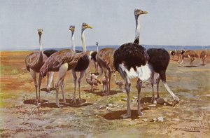 Autruche de Somalie