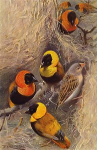 Oiseaux tisserands