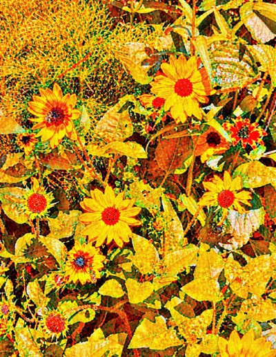 Des tournesols pour Van Gogh. - Margareta Uliarte