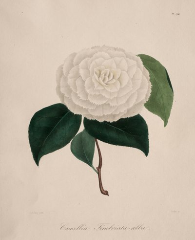 Iconographie du genre camellia: No. 194 - Abbé Laurent Berlèse