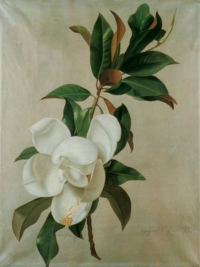 Magnolia - Adolf Senff