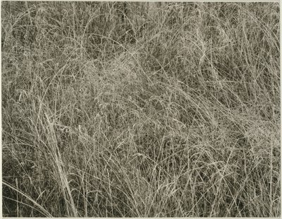 Herbe - Alfred Stieglitz