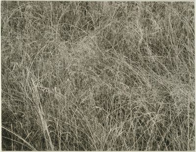 Herbe, 1933 - Alfred Stieglitz