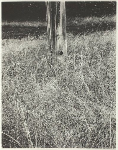 Herbe et mât - Alfred Stieglitz