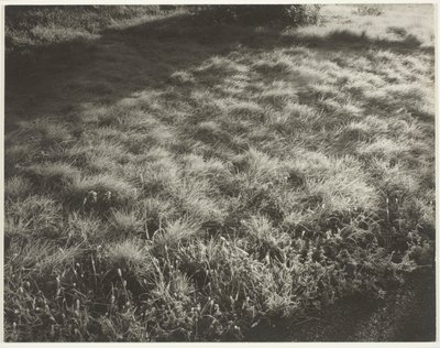 Herbe et givre - Alfred Stieglitz