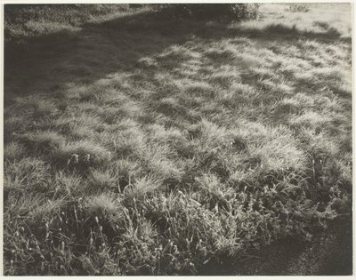 Herbe et Givre - Alfred Stieglitz