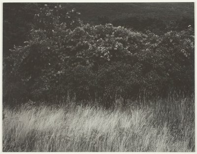 Haie et herbes - Lac George - Alfred Stieglitz