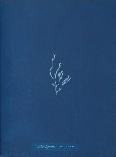 Cladostephus spongiosus, vers 1853 - Anna Atkins