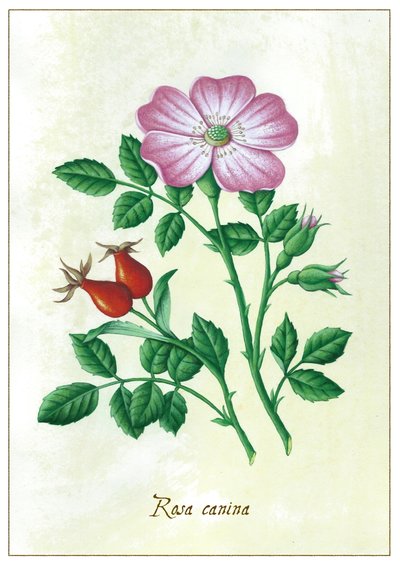 Rosa canina - Annalisa Morrocco