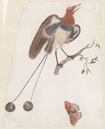 Oiseau de paradis et papillon - Anonymous