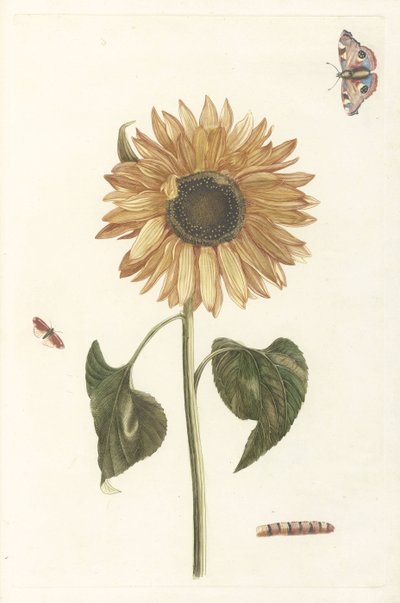 Tournesol, chenille et deux papillons - Anonymous