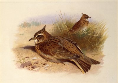 Une alouette huppée, oiseaux britanniques - Archibald Thorburn