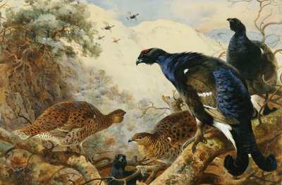 Grand Tétras - Archibald Thorburn