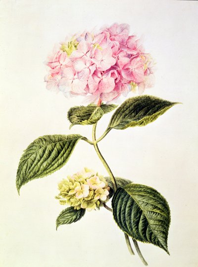 Hydrangea hortensia - Arnoldus Bloemers