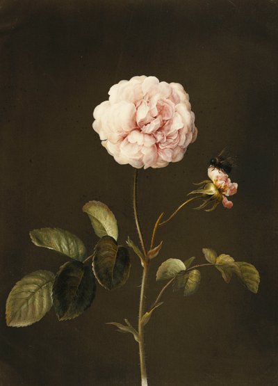 Une rose gallica avec un bourdon - Barbara Regina Dietzsch