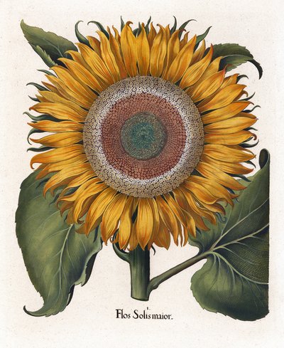 Le tournesol commun, Flos Solis Maior - Basilius Besler