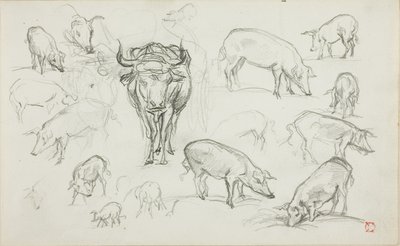 Croquis de porcs et d