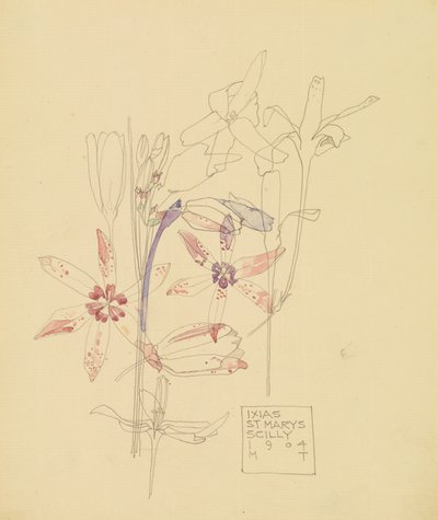 Ixias - Charles Rennie Mackintosh