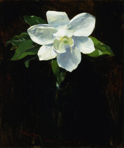 Magnolia, 1895 - Charles Walter Stetson