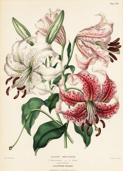 Variétés de lys japonais, Lilium speciosum - Charlotte Caroline Sowerby