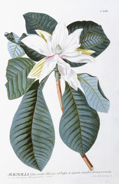 Magnolia, 1750-1773 - Christoph Jacob Trew