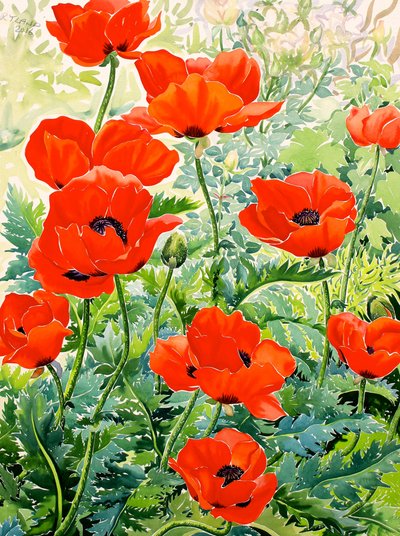 Coquelicots rouges du jardin - Christopher Ryland