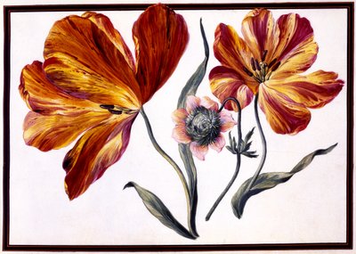 Tulipes et anémones, vers 1690 - Claude Aubriet