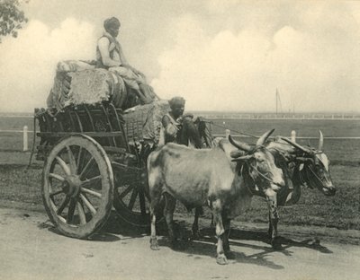 Chariot à bœufs - Clifton and Co