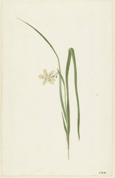 Iris - Cornelis van Noorde