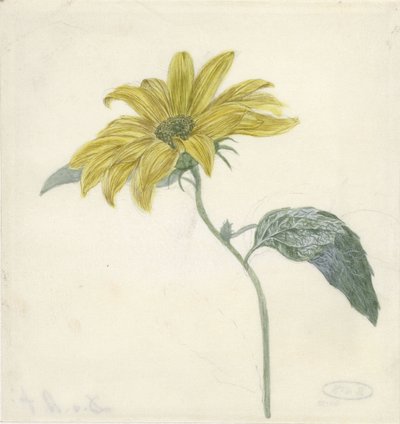 Tournesol - D. van Alphen