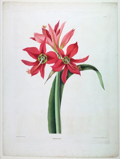 Amaryllis aulica - De Gouy