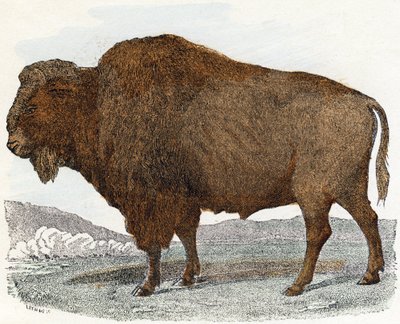 Bison de 