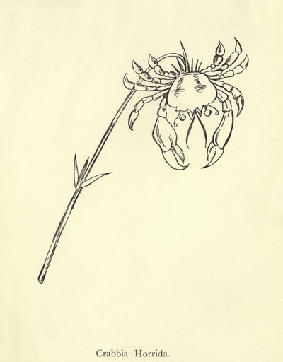 Crabbia Horrida - Edward Lear