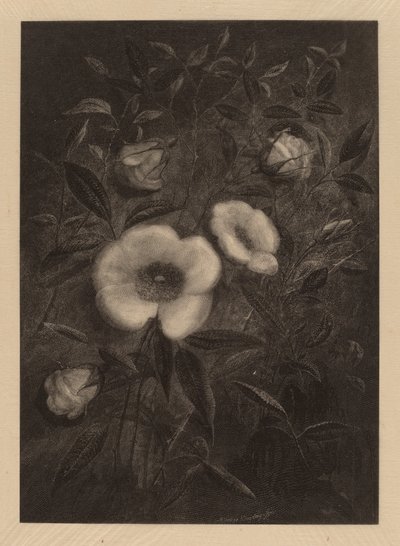 Roses sauvages - Elbridge Kingsley