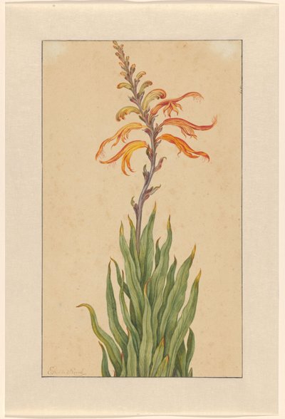 Crocosmia (Montbretia) - Elias van den Broeck (signed by artist)