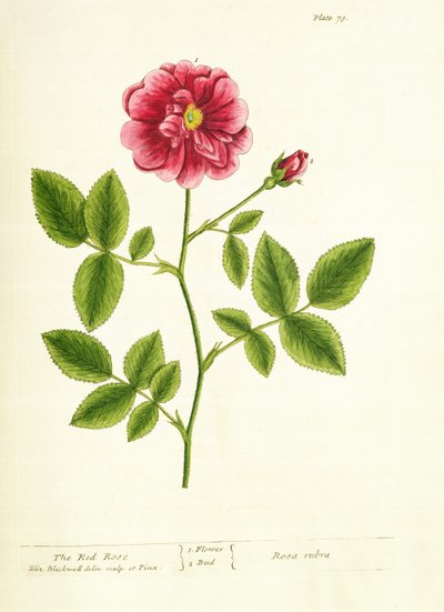 Rose : Gallica, de 