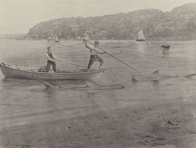 Pêche au Requin, Chowder Bay - English Photographer