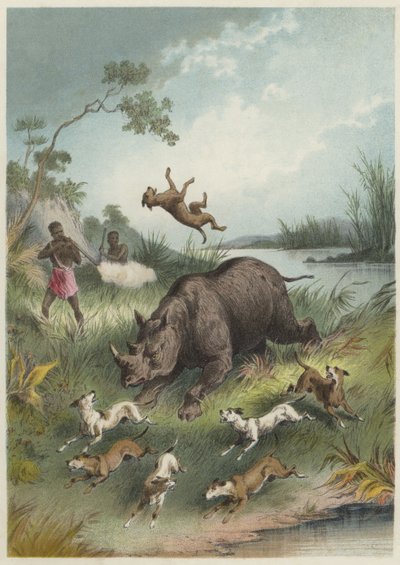 Chasse au rhinocéros - English School